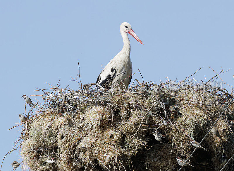 鸟巢上的白鹳(Ciconia Ciconia)